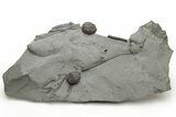 Plate of Silurian Cystoid (Caryocrinites) Fossils - New York #232152-1